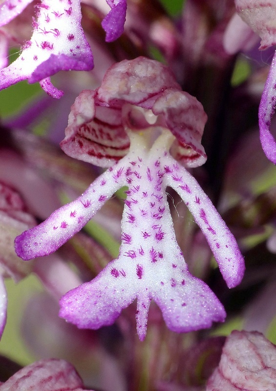 Orchis militaris, Orchis purpurea, Orchis x hybrida  Preappennino aquilano -  2022.